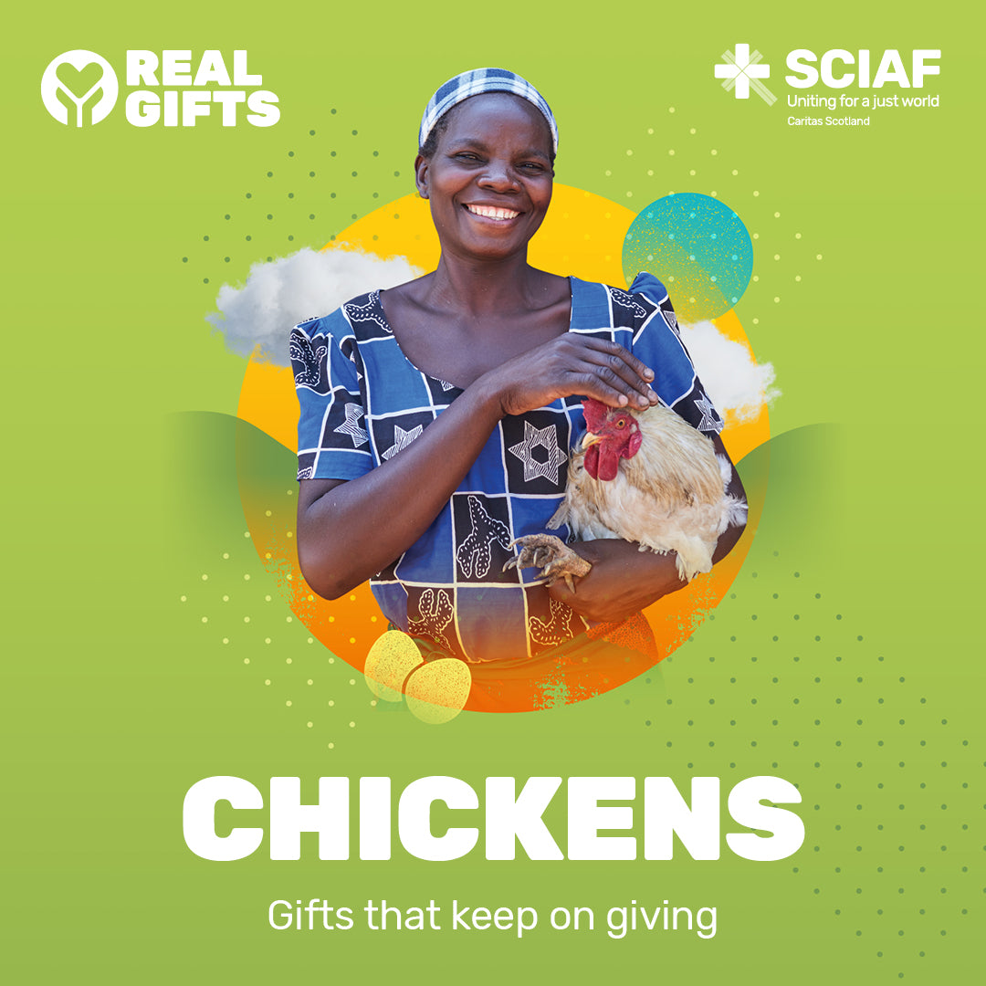 Sciaf Buy Chickens for a Family in Need β SCIAF Real Gifts Store