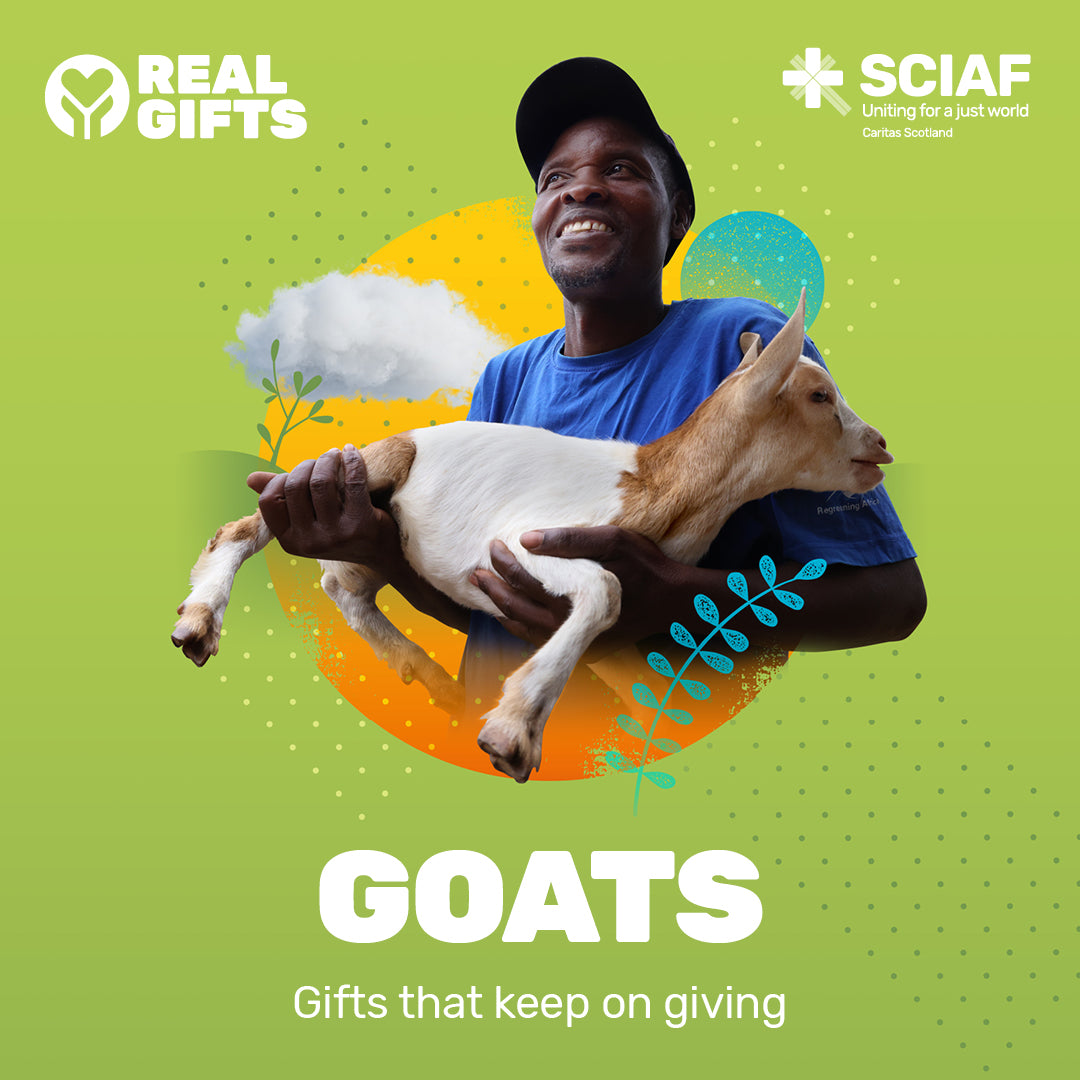 Sciaf Gift a Goat | Buy a Goat for a Family in Need β SCIAF Real Gifts Store